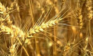 Україна та Росія спільними зусиллями просуватимуть зерно на світовий ринок