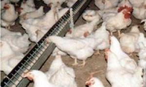 Птахофабрику у Володимирі-Волинському оштрафували