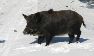 Лісівники заготовляють насіння та корм для звірини