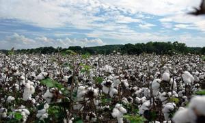 Урожайність бавовни в Китаї у 8 разів перевищила світовий рекорд