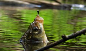 Найбільше на Волині ловляться короп і карась