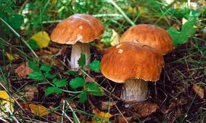 В Україні подешевшали гриби