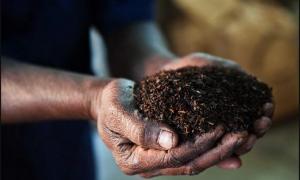 Індійський чай і робуста дорожчають через збільшення попиту