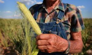 У 2013 році фермери посадять на 20% овочів менше