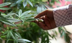 У Колорадо та Вашингтоні легалізували марихуану