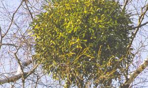 У Луцьку почали організовану боротьбу зі шкідником омелою 