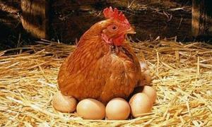 В Україні збільшилося виробництво курячих яєць