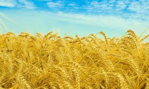 Єгипет викине Україну зі списку постачальників зерна на 2013 рік