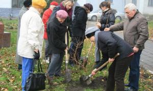 У Луцьку садили калину