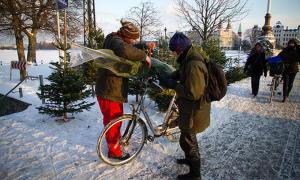 Ялинка до Нового року обійдеться як мінімум у 50 гривень