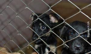 У Луцьку буде новий притулок для бездомних собак