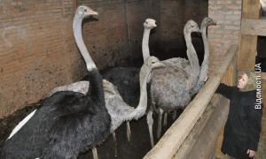 Фермери з Луцька в хліві тримають не свиней, а страусів