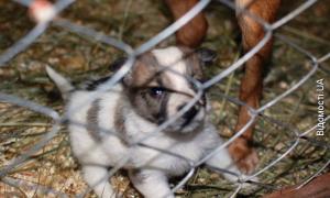 Бездомними тваринами опікуватиметься «Ласка»