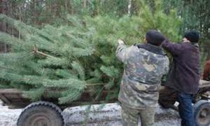 За незаконно зрубану ялинку оштрафують як мінімум на 274 гривні