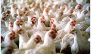 Україна експортуватиме до Євросоюзу курятину