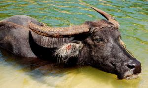 Індія хоче постачати в Україну м’ясо буйволів
