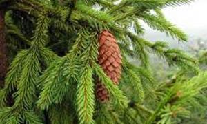 Незаконно зрубана ялинка обійдеться у 300 гривень штрафу