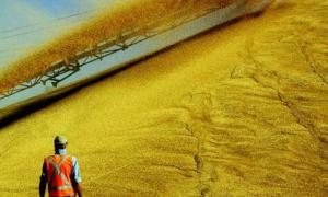 Українським зерном можна забезпечити 200 мільйонів людей на планеті