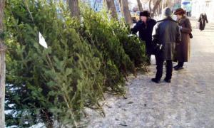 На кожній проданій ялинці столичні підприємці заробляють до 260 гривень