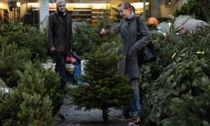 У Києві масово штрафують продавців ялинок без чипів