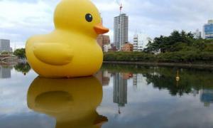 У Сіднейській затоці плаває гігантська надувна качечка