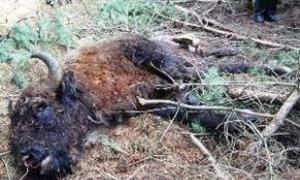 На Волині вбили зубра