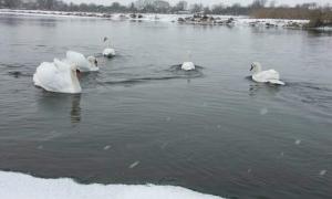 На водосховище в Ковелі прилетіли три пари лебедів