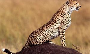 У Замбії заборонили полювання на левів і леопардів 