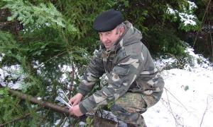 До новорічних свят лісівники зрубали майже мільйон ялинок