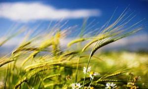 За минулий рік сільське господарство в Україні зазнало збитків