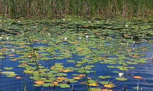 Цього року у Шацькому районі побудують каналізацію за 24 мільйони