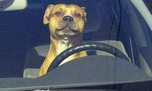 Собака зачавив господаря його ж пікапом