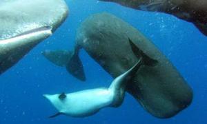 Кашалоти прихистили дельфіна-інваліда 