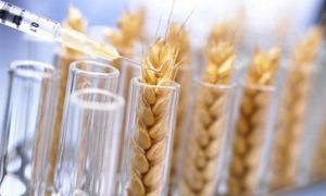 Більшість українців переконані, що ГМО є майже в усіх продуктах