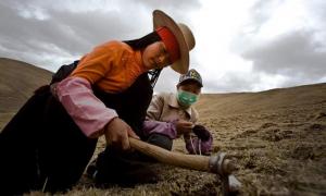 Влада Китаю зробила більшість тибетців невиїзними