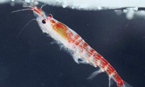 Україна відновлює вилов арктичного криля