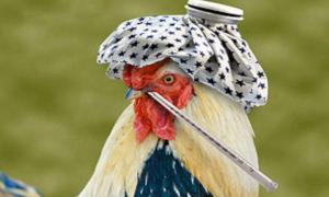 ООН попереджає про нову епідемію пташиного грипу 