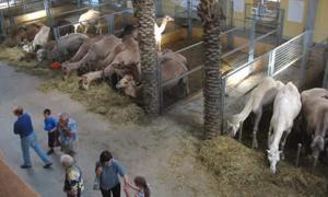 При пожежі на німецькій фермі загинули 86 верблюдів