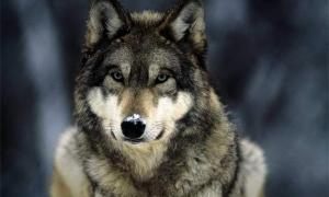 Швеція заборонила полювання на вовків