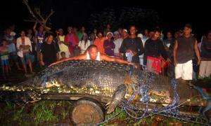 На Філіппінах помер від здуття найбільший у світі крокодил