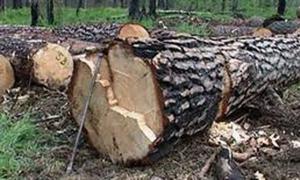 У Турійськомі районі виявили незаконну порубку дерев у заказнику