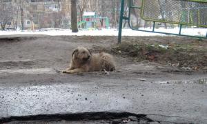 Фотоквест, присвячений бездомним тваринам, зібрав 17 команд