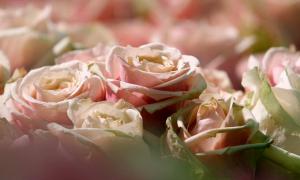 Ціни на троянди до свята удвічі зросли