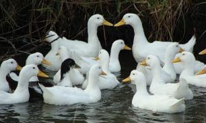 На фермі у Німеччині 14 тисяч качок заражені пташиним грипом