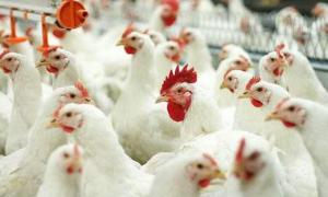 В Росії знову забракували українське м’ясо