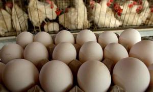 Українські яйця та курятина потрапили на ринок ЄС