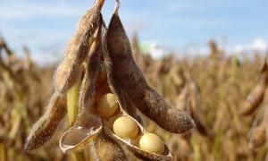 Україна продала за кордон 1,3 мільйона тонн сої