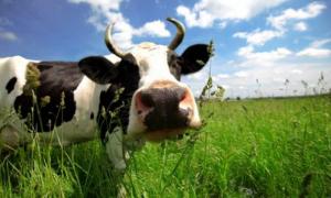 Встановлення мінімальних цін на молоко загрожує скороченням поголів’я корів
