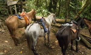 Жителів Колумбії просять обміняти коней на автомобілі