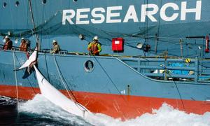 Уряд Японії визнав, що китів убивають заради м’яса